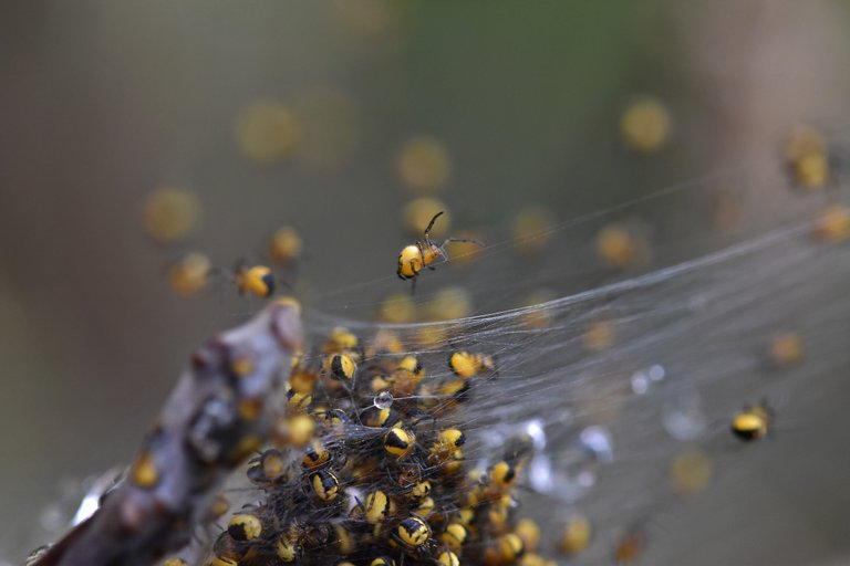 Araneus diadematus yellow baby spiders 3.jpg