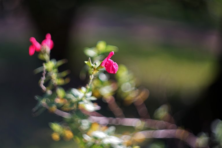 flowers park bokeh 2.jpg