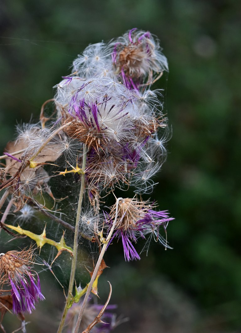 thistle fluffy seed pods 6.jpg