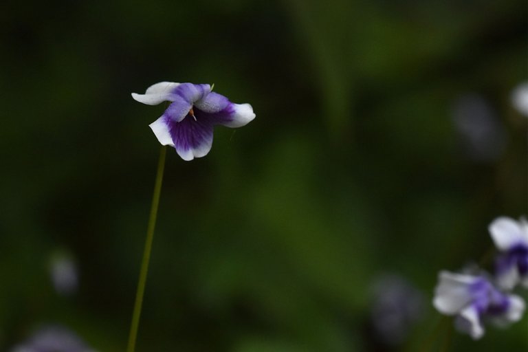 Viola hederacea violet 7.jpg