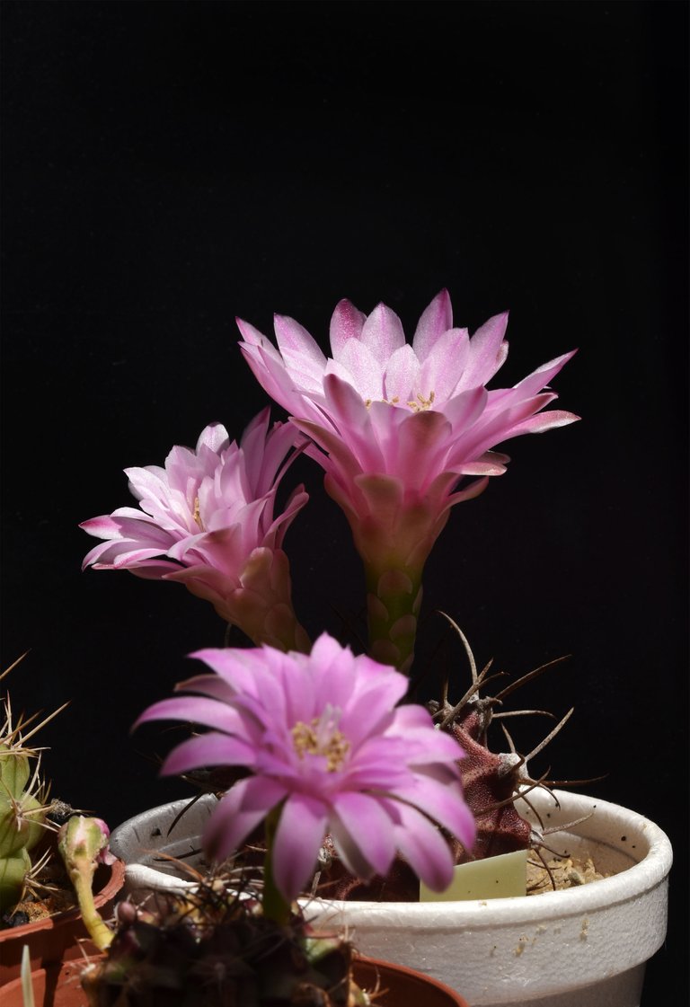 Gymnocalycium x3 flowers.jpg