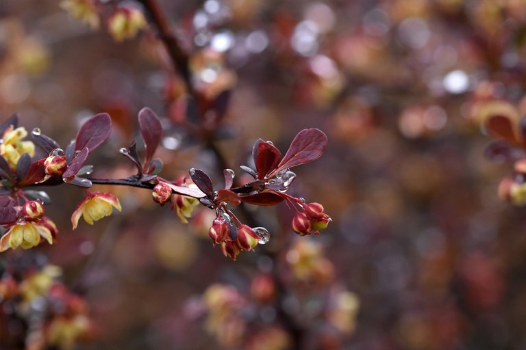 Barberry flowers wtaredrops 5.jpg