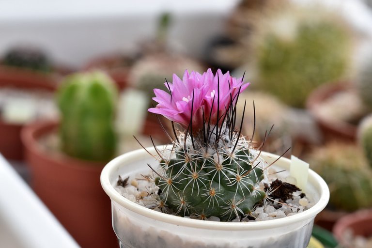 Turbinicarpus Viereckii pink flower 1.jpg