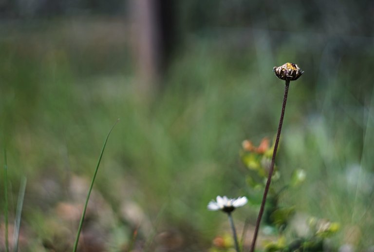 daisy 2 helios bokeh.jpg