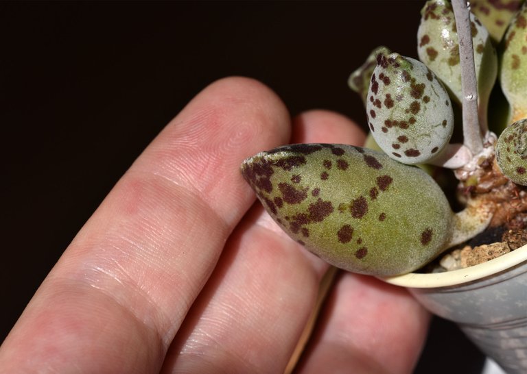 Adromischus festivus flower 6.jpg