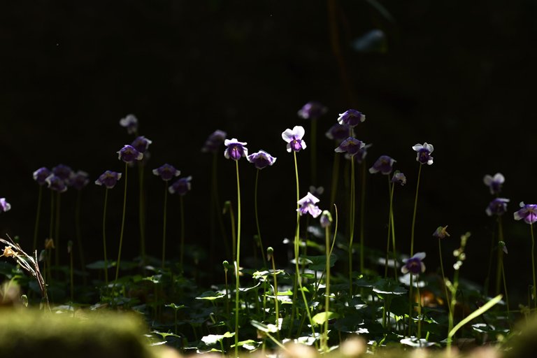 Viola hederacea violet 5.jpg