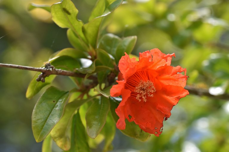 pomegranate flowers 6.jpg