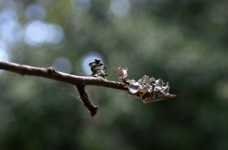 lichen twig 2.jpg