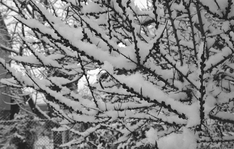 winter snow garden bw 8.jpg