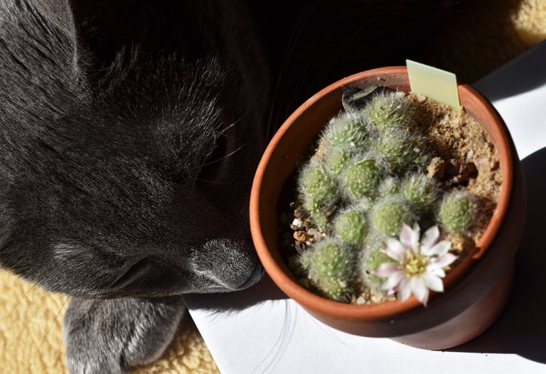 Rebutia Albiflora suzi 1.jpg