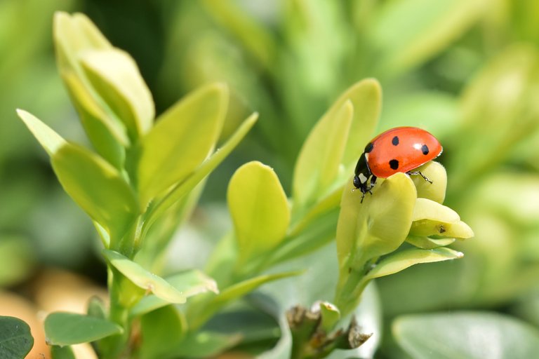 Ladybird bug garden 2.jpg