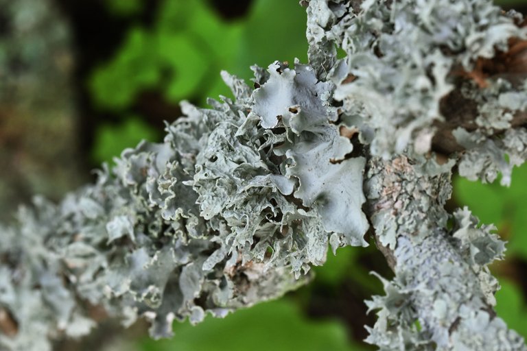 Grey lichen Parmelia  Physcia   Flavoparmelia.jpg
