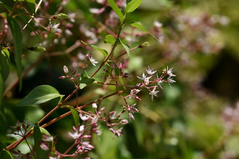 Crassula multicava succulent flower 5.jpg