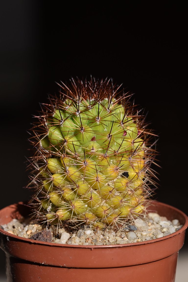 Mammillaria backebergiana 2021.jpg