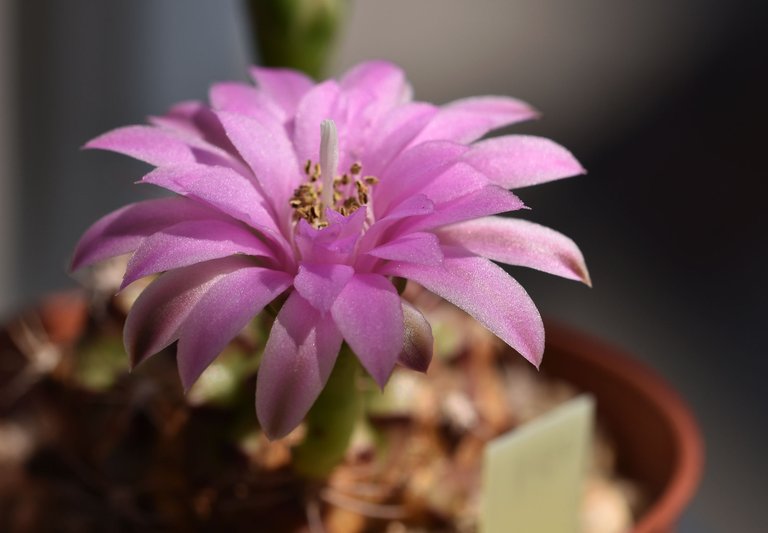 Gymnocalycium damsii var.tucavocense flower 2.jpg