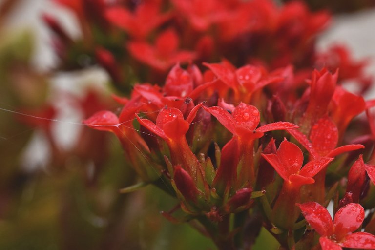 Snail Kalanchoe flowers 8.jpg