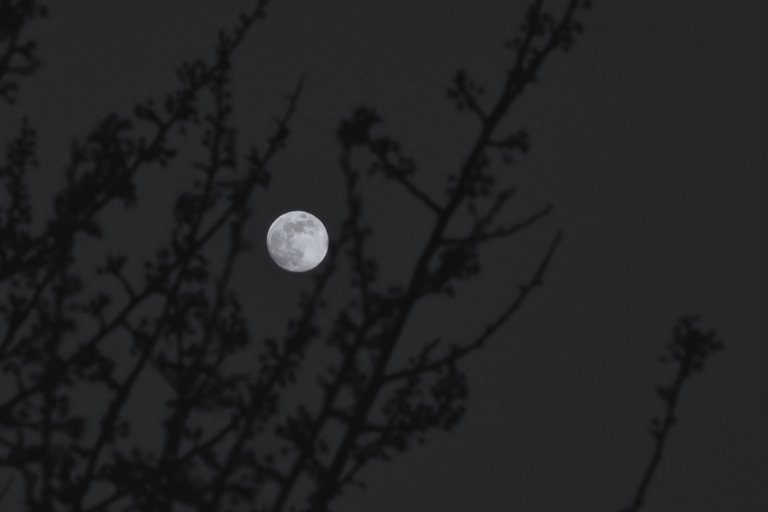 moon branches bw 3.jpg