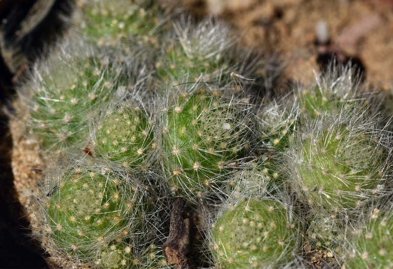 Rebutia Albiflora 1.jpg