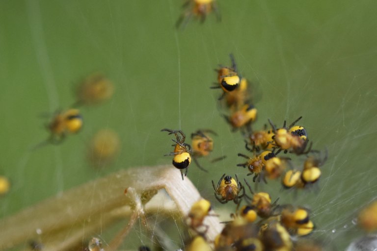 Araneus diadematus yellow baby spiders 9.jpg