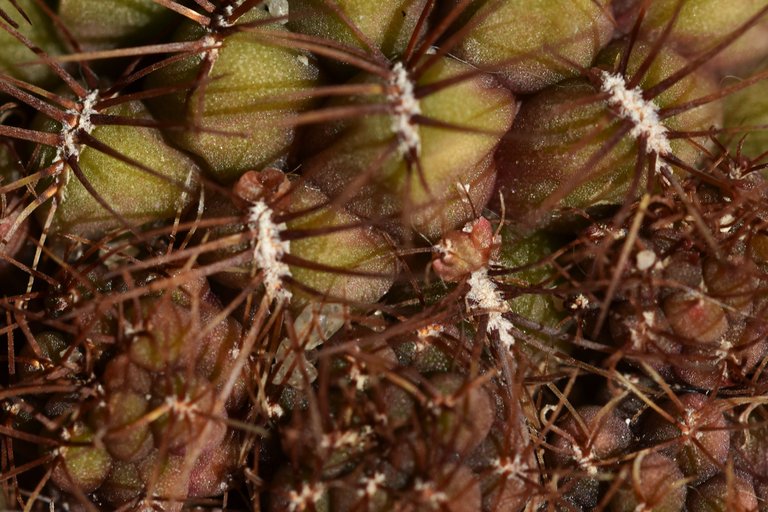 Sulcorebutia frankiana 2021 buds 1.jpg