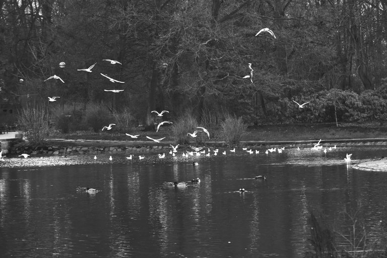 swans pond wro bw 1.jpg