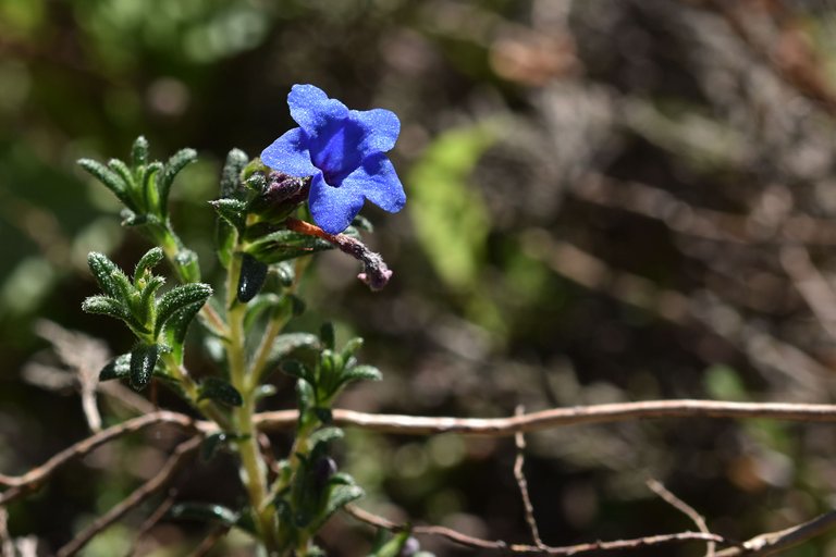 Lithodora prostrata blue wildflower 11.jpg