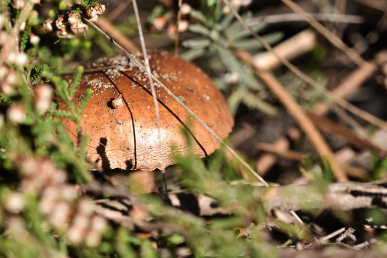 brown mushrooms sunny 4.jpg