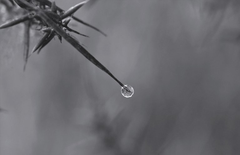 waterdrop thorn bw.jpg