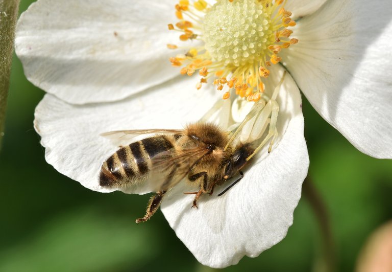 crab spider anemone bee 2.jpg