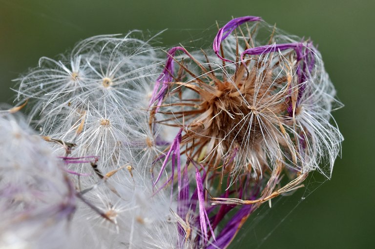 thistle fluffy seed pods 3.jpg