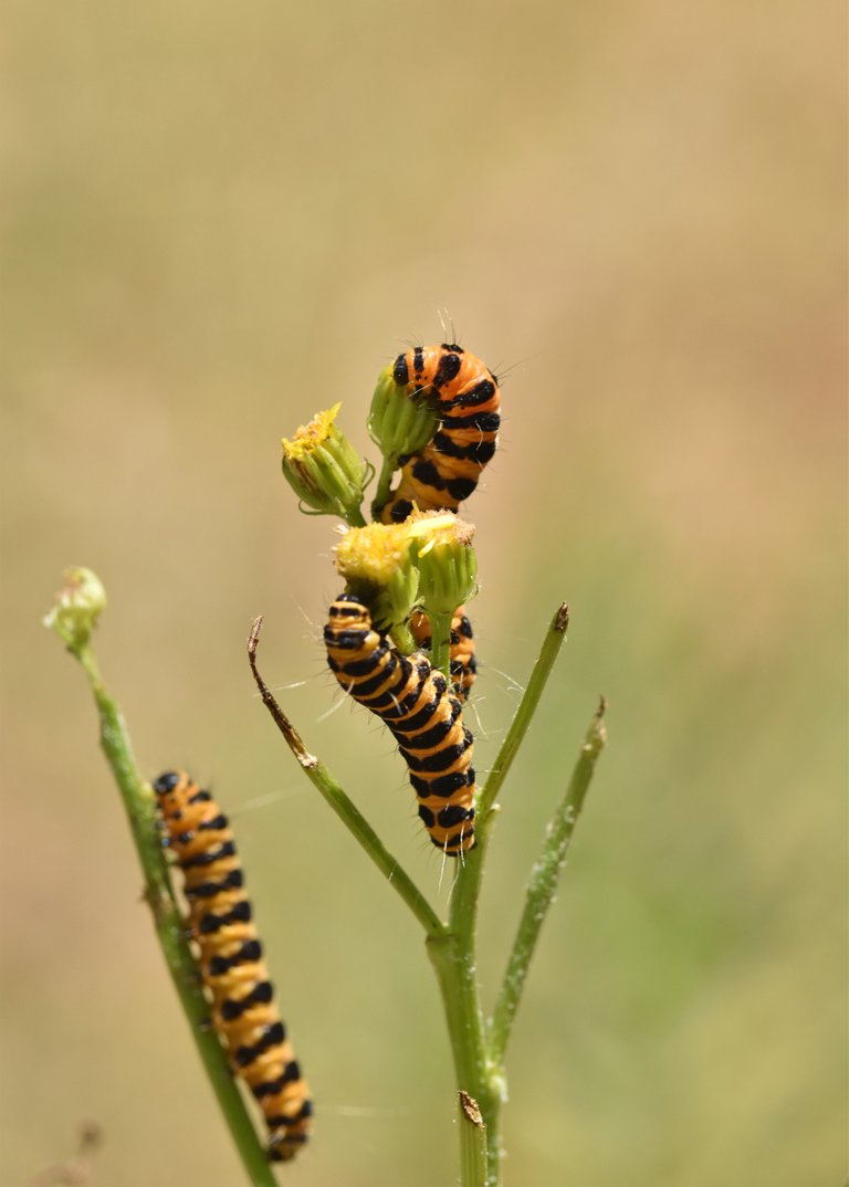 Cinnabar moth caterpillar 4.jpg
