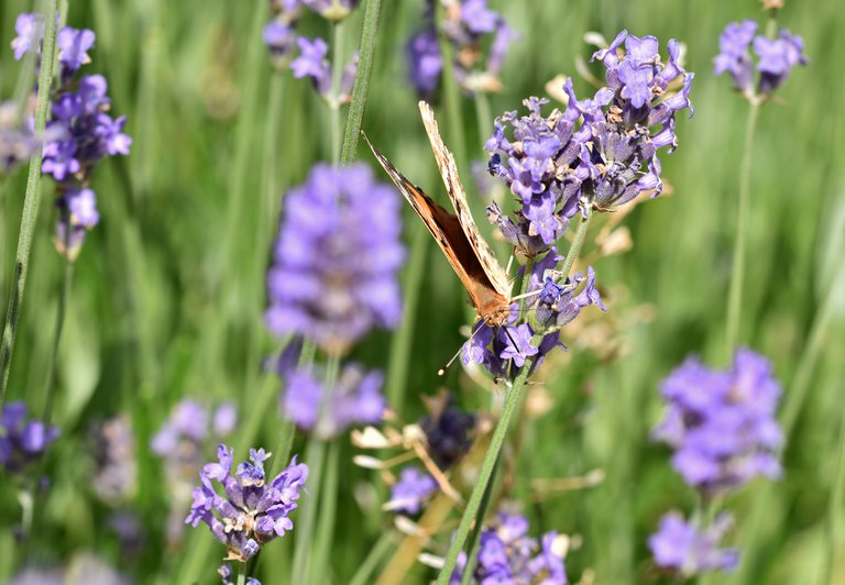 Painted Lady butterfly lavender 6.jpg