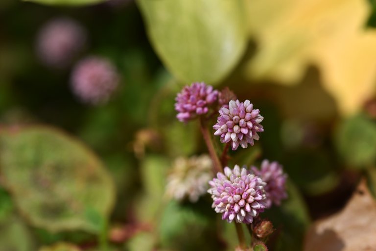 pink pom pom flowers no ID 6.jpg