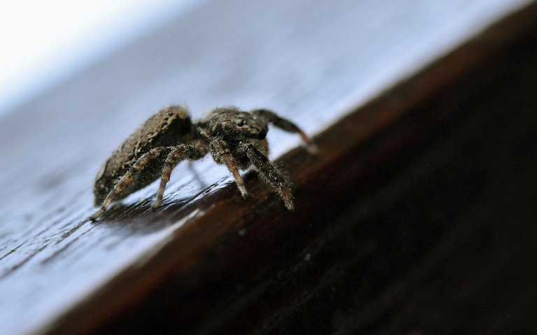 Jumping spider stairs pl 3.jpg