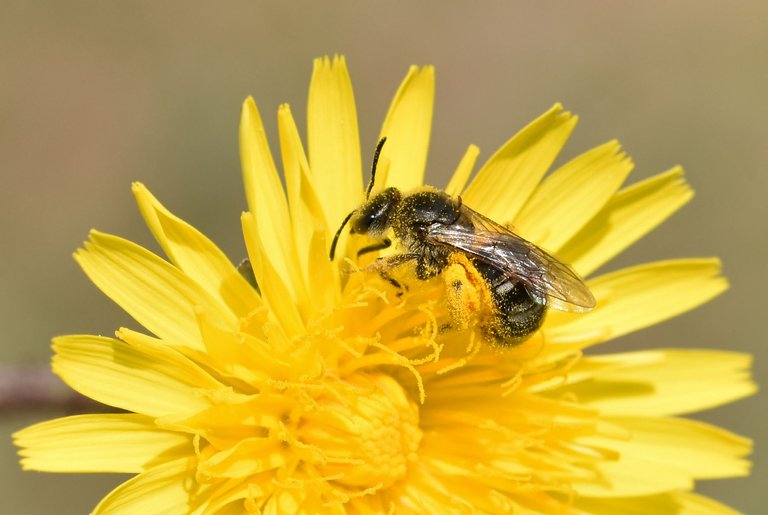 Bee dandelion pollen 2.jpg