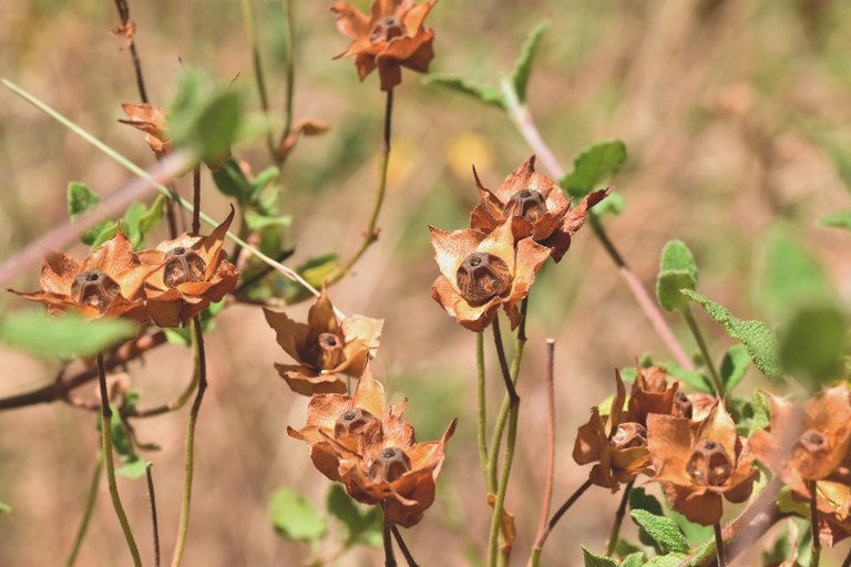 Cistus drystuff pods 1.jpg