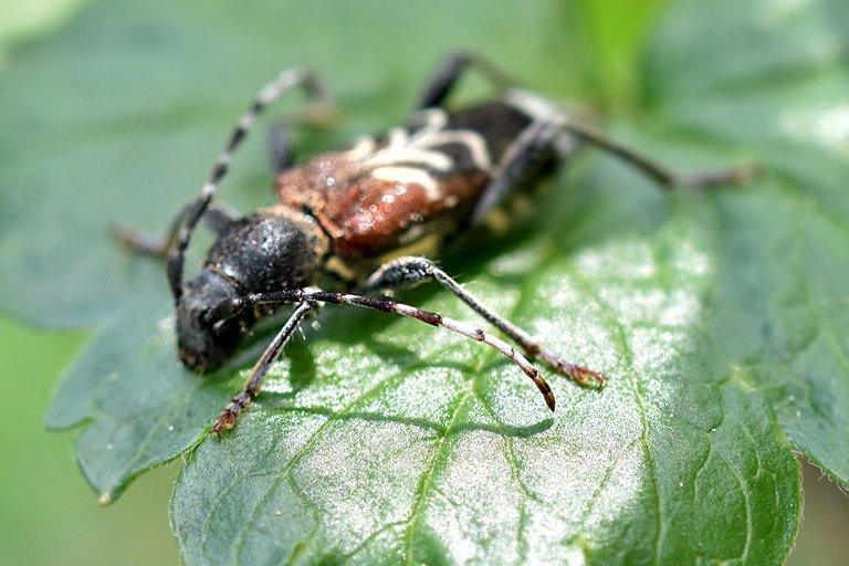 Longhorn beetle garden 1.jpg