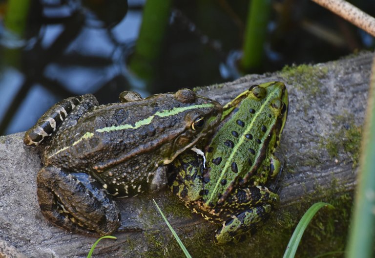 Frogs park pond 4.jpg