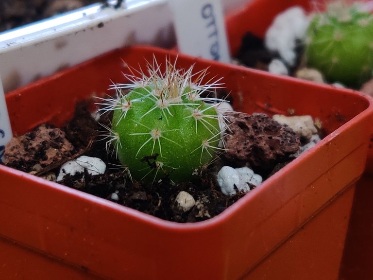 2024 seedlings Notocactus Ottonis 2025 2.jpg