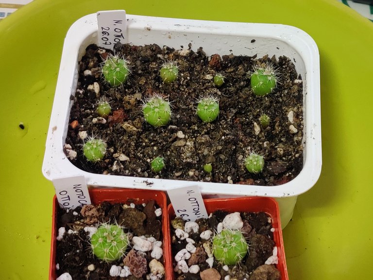 2024 seedlings Notocactus Ottonis 2025 1.jpg