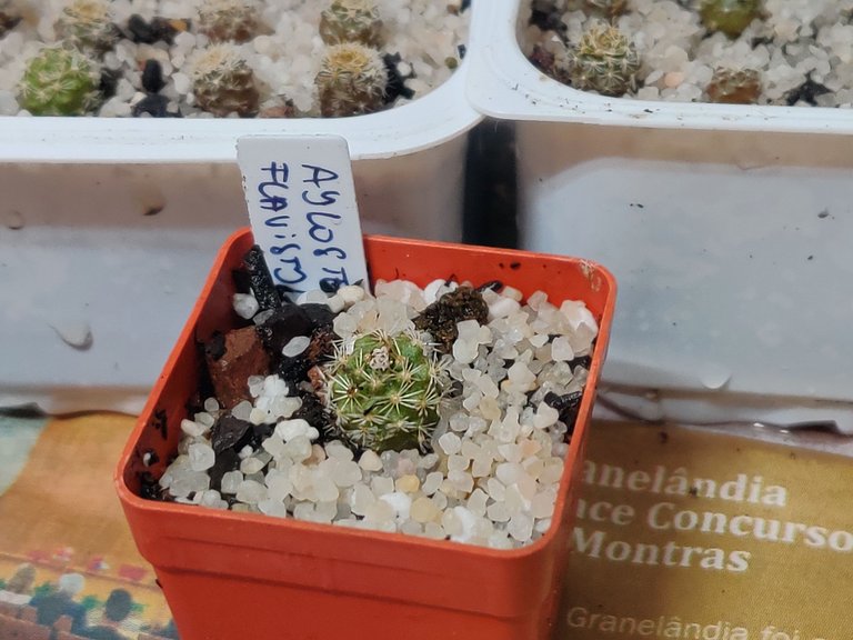 2024 seedlings Aylostera Flavistyla 2025 1.jpg