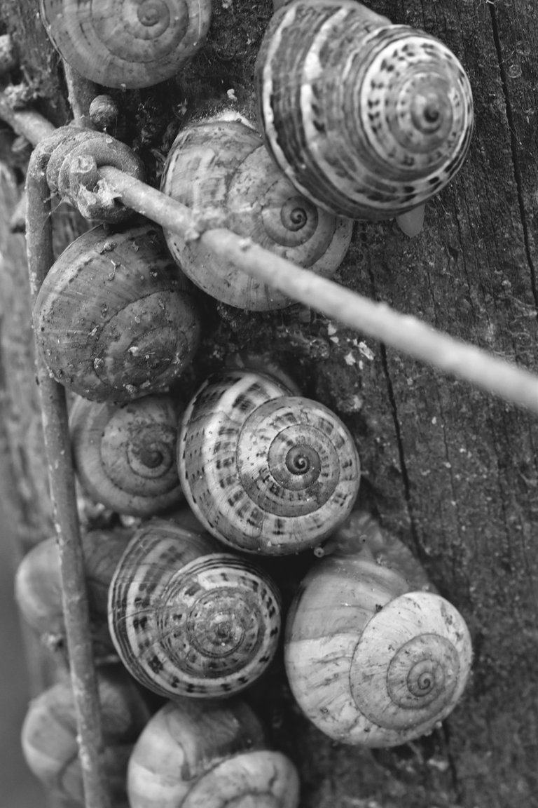 snail shells pole bw 2.jpg