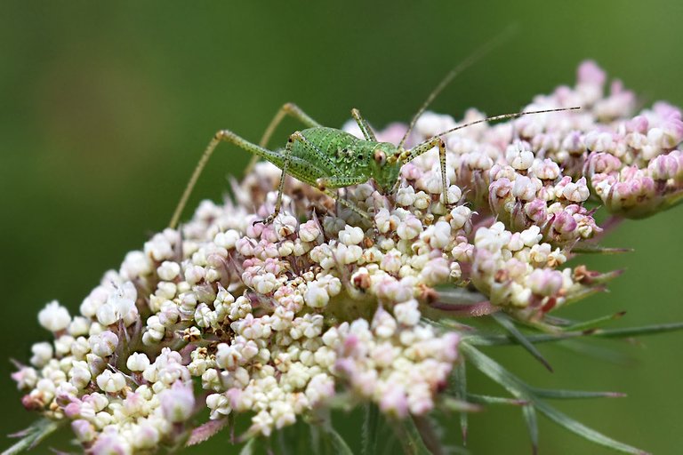 Speckled Bush Cricket 2.jpg