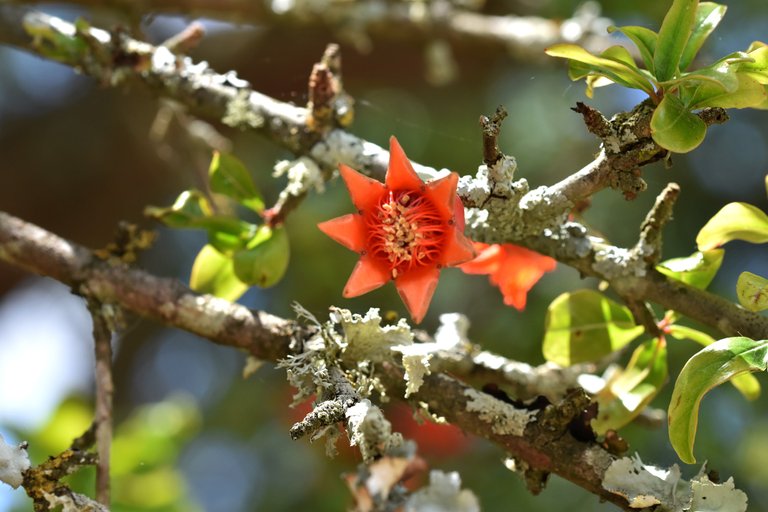 pomegranate flowers 3.jpg