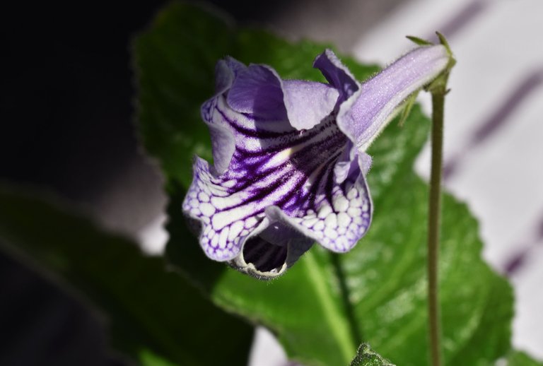 Streptocarpus light purple flower 2.jpg