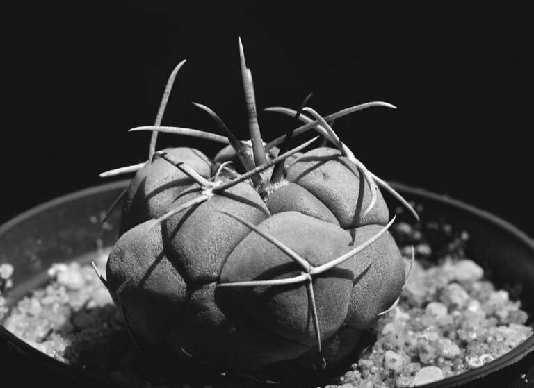 Thelocactus spines bw 1.jpg