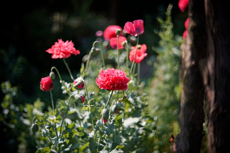 poppies garden bokeh 5.jpg