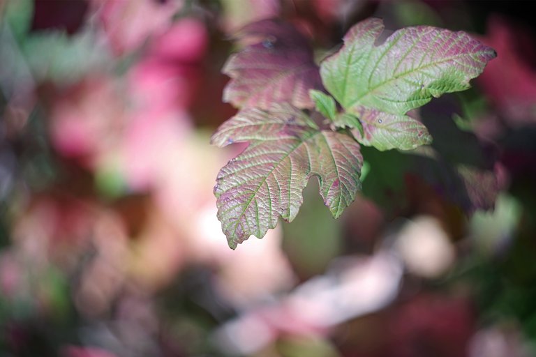 autumn red leaves park 2.jpg