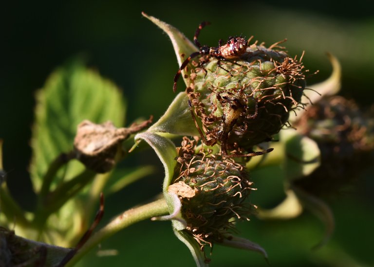 Coreus marginatus raspberry bug  9.jpg