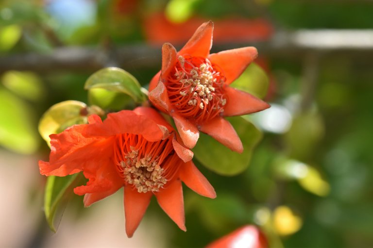 pomegranate flowers 5.jpg